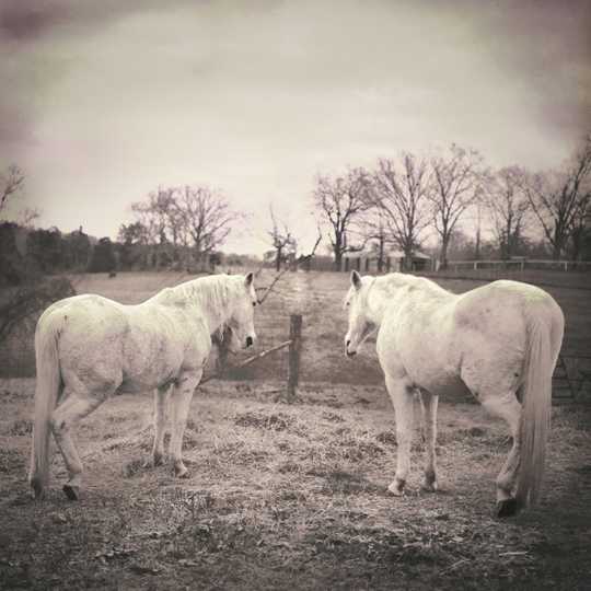 Backyard Horses II